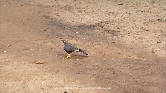 Aplomado Falcon (Falco femoralis) Ibirapuera Park,SP Brazil 4 12 2018 Antonio Silveira смотреть онлайн