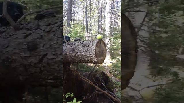 Driving 3 Out of 4 Black Labs Crazy with a Tennis Ball - www.twosaltydogs.net смотреть онлайн
