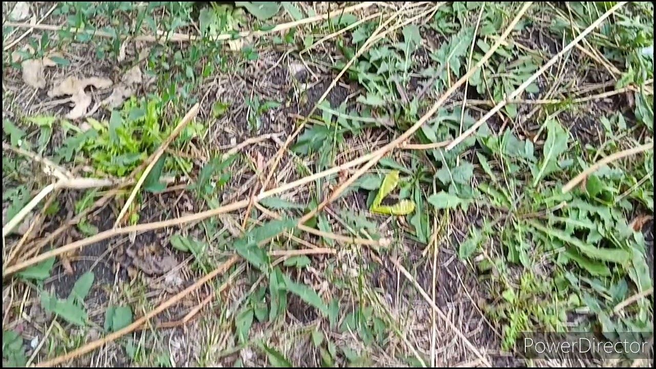 Армия муравьёв смотреть онлайн