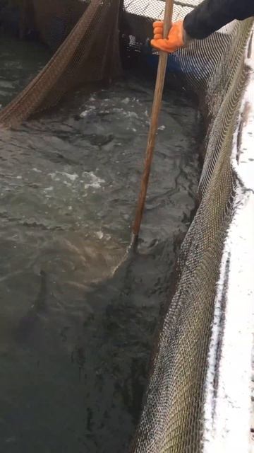 Запуск форели - 20 кг !!!