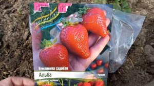 Клубника Альба. Обзор и рекомендации по посадке и размножению