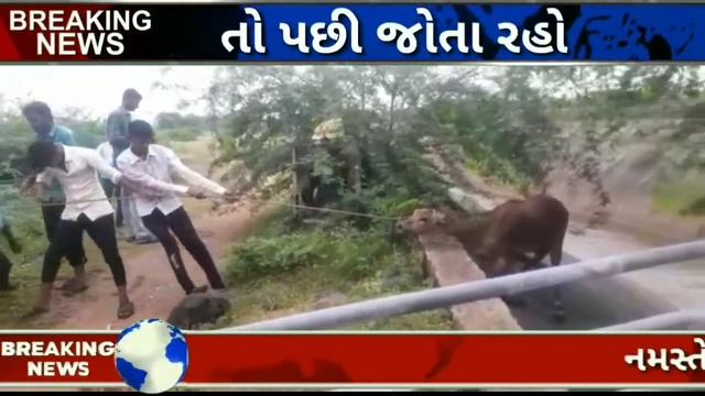 બરવાળા તાલુકાના વાહીયા ગામે નર્મદા કેનાલમાં રોઝ ખાબક્યું જીવદયા પ્રેમીઓ દ્વારા મહા મહેનતે જીવ смотреть онлайн