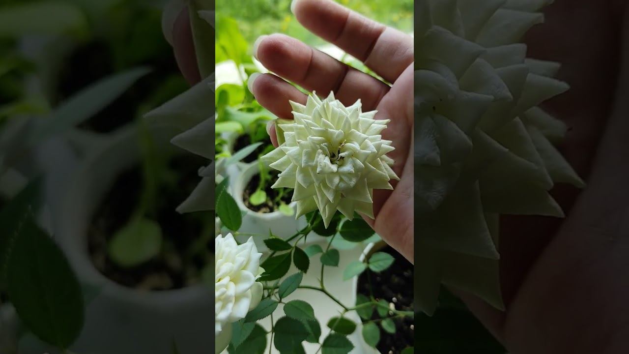 Розы из Магнита