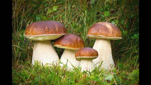 Царство "ГРИБЫ". Биология для детей смотреть онлайн