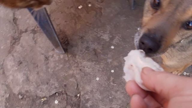 Тахий  вечер 19 апреля в приюте 🐱❤️🙏