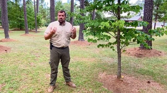 Why Hire An Arborist? | Ask The Arborist