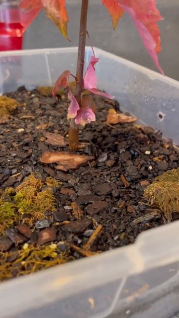Beautiful Fall Colors On A Miniature Red Maple Tree