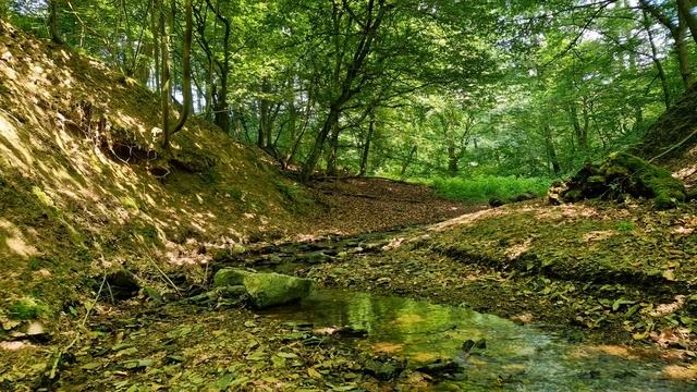 Снимите стресс, успокойтесь и отдохните под приятное журчание ручья и пение птиц в лесу. Релаксация смотреть онлайн