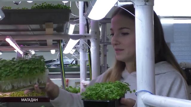 Магаданские фермеры выращивают микрозелень