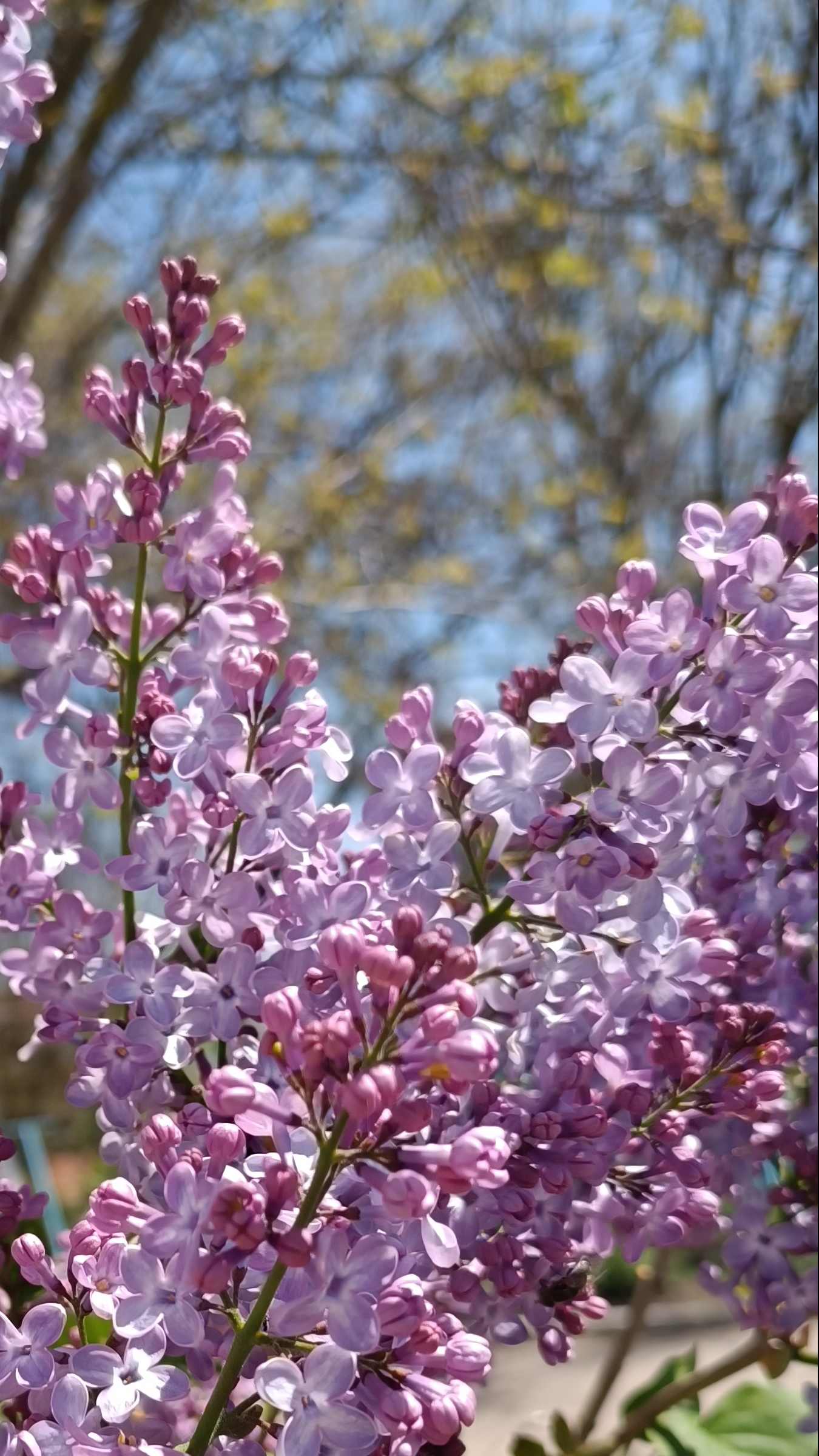 Весна на улицах станицы 20.04.2025г.#Кубань#весна#красота#станица