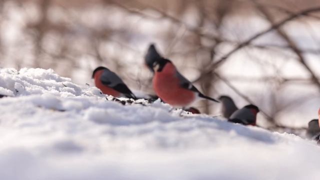 Снегири. Звуки птиц. Bullfinches. Sounds of birds. смотреть онлайн