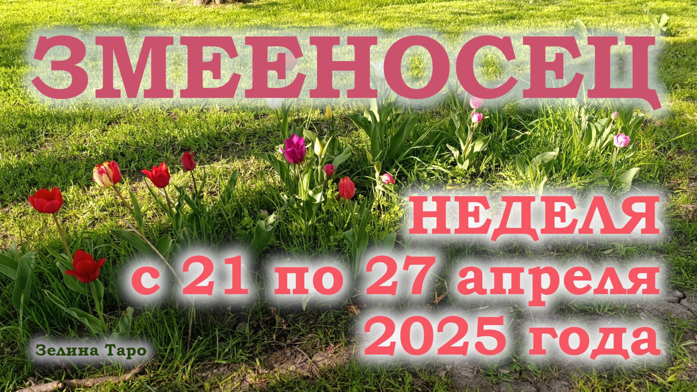 ЗМЕЕНОСЕЦ | ТАРО прогноз на неделю с 21 по 27 апреля 2025 года