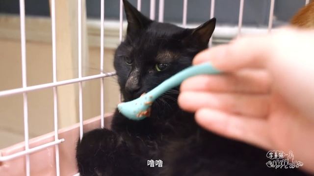 小浪橘驚聞明天要被割蛋，嚇得緊緊摟著旁邊黑貓不鬆手｜李喜猫 смотреть онлайн