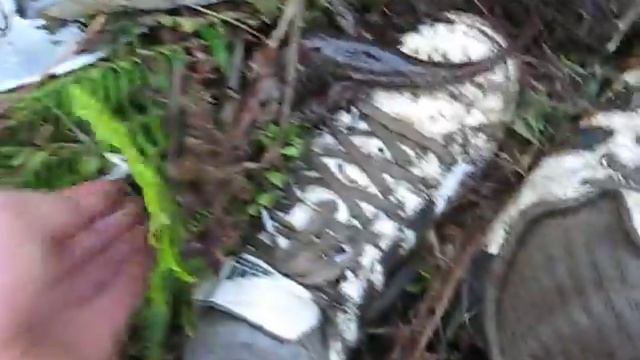 Pacific Giant Salamander смотреть онлайн