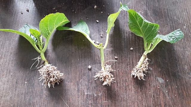 Укоренение крупнолистных гортензий на отлично! Даю рецепт. смотреть онлайн