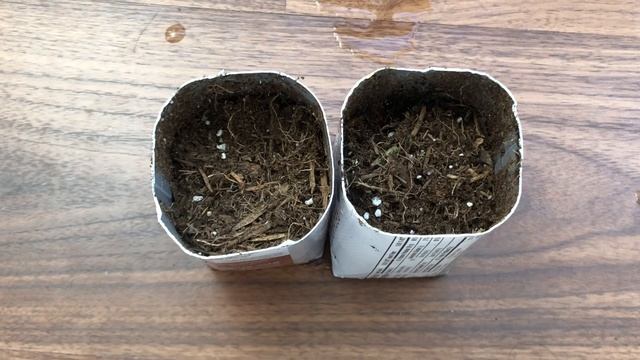 Grow Orange Plant Quick & Easy | Grow Orange Plant From Seed | Bubbles of Green