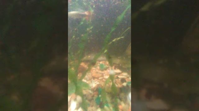 Рыбы едят сухой корм