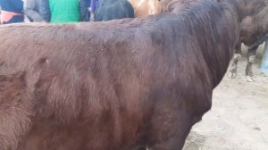 BUXORO ROMETAN QO'RG'ON MOL BOZOR .БУХОРО РОМИТАН КУРГОН МОЛ БОЗОР. 26 ноября 2020 г.