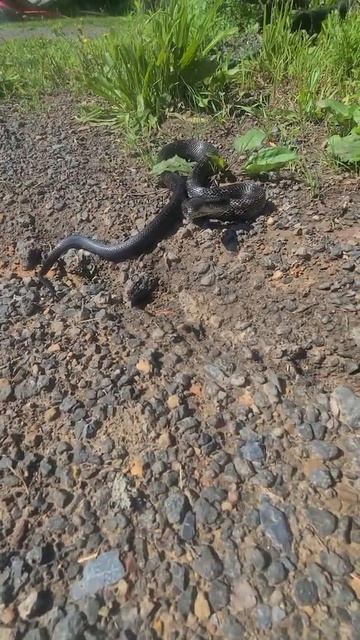 The Snake Spirit..