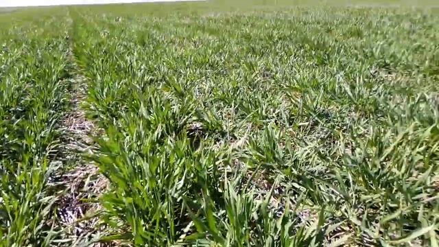 Ноу-тил Супер ранний посев оз ячменя. 🤔🤔 смотреть онлайн