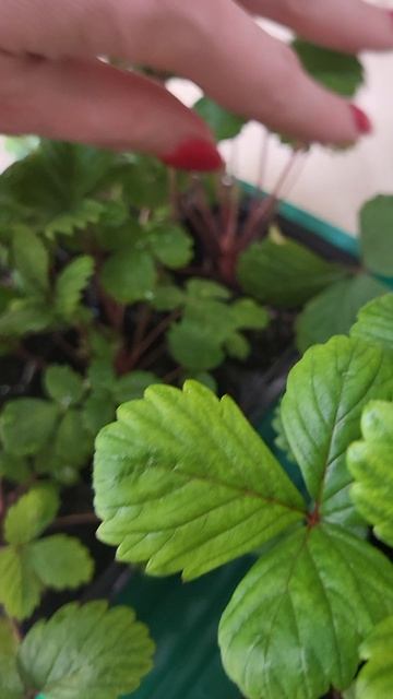 Земляника из семян🍓 смотреть онлайн