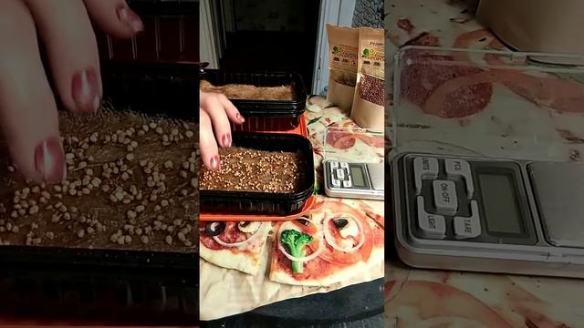 Посев редиса на микрозелень смотреть онлайн
