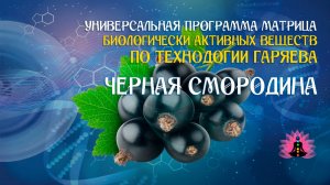 Черная смородина 🔊 программа матрица по технологии Гаряева П.П ☀️ SoftRadio.ru