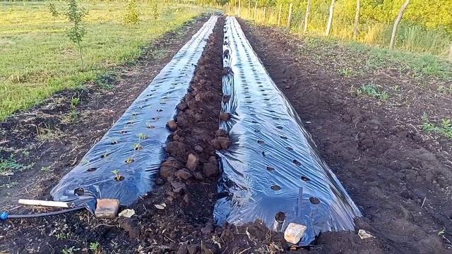 Новая грядка под клубнику готова. смотреть онлайн
