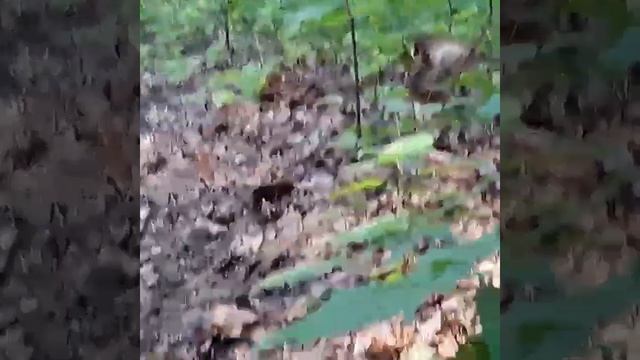Парк лебедь смотреть онлайн