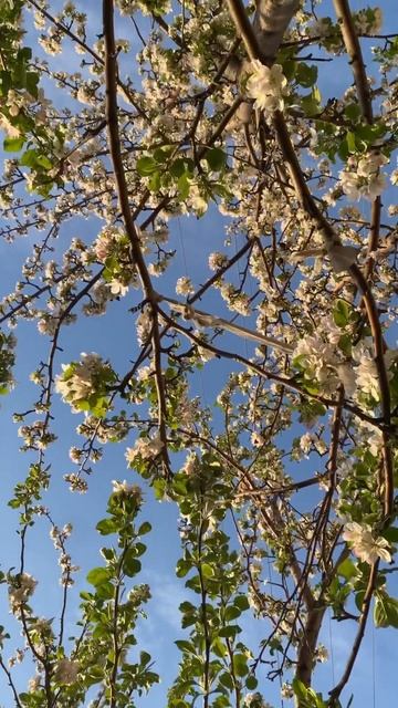 Классные выходные #май #всецветет #отличнаяпогода