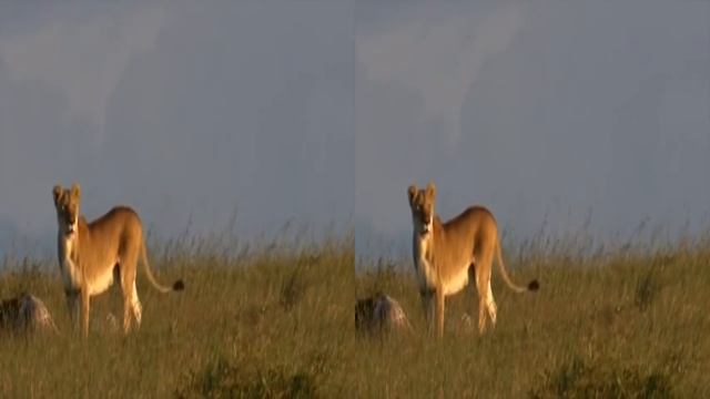 Animal Documentary National Geographic Cheetah, SPEED TO KILL смотреть онлайн