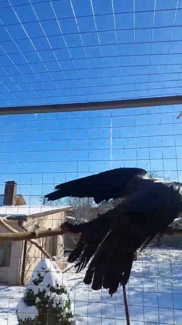Зимняя ворона Капля и голуби #ворона #врановые #голуби #crow #pigeons смотреть онлайн