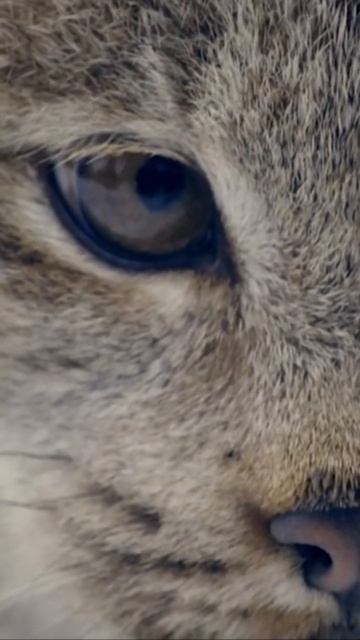 The Canada Lynx смотреть онлайн