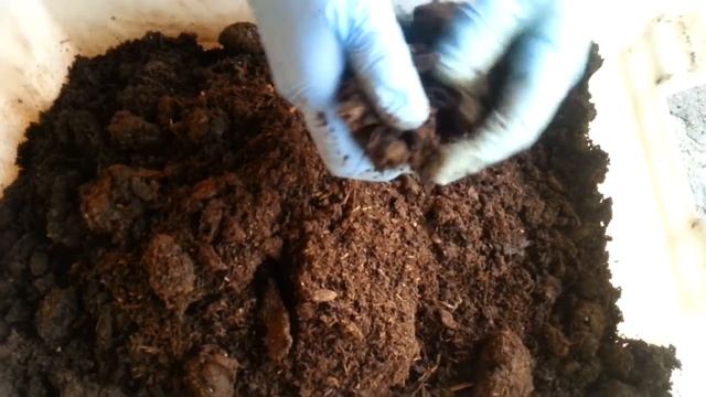 Разведение червей в домашних условиях - Неделя 2 смотреть онлайн