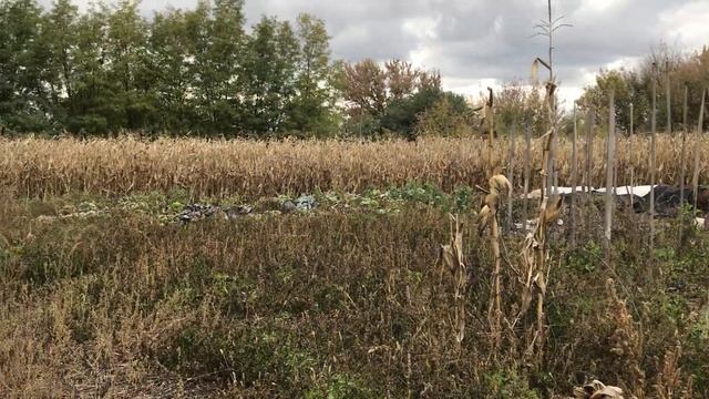 Збір УРОЖАЮ кормові буряки для курей!