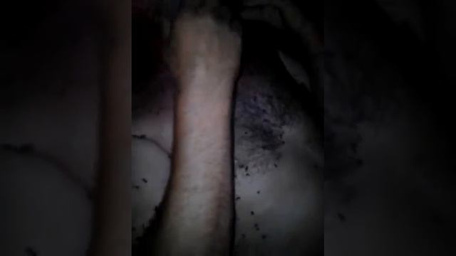 Савула і муравлі смотреть онлайн