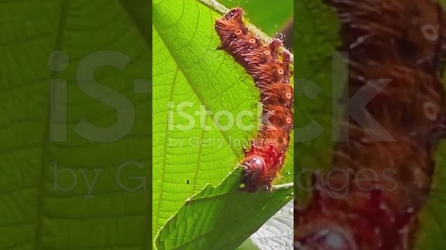 venomous punch: how asp caterpillar venom affects cells |shorts| knowledgeable| science смотреть онлайн