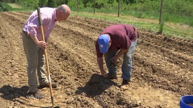 From The Ground Up: Growing Asparagus