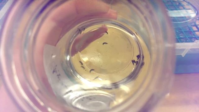 Gammarus setosus Swimming Around смотреть онлайн