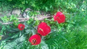 Тюльпаны в апреле VID_20250420_143229.mp4