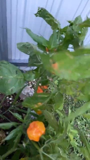 SCOTCH BONNET PEPPER FARMING