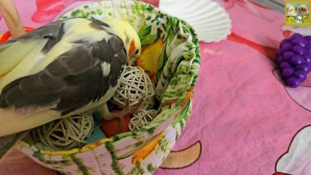 Funny Parrotszotti 240. Life of Cockatiels and budgies. Жизнь корелл и волнистых попугаев смотреть онлайн