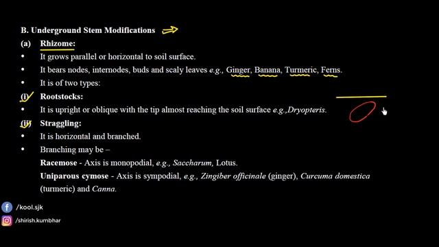 Class 11 : Chapter 5 :Morphology of Flowering Plant-The stem of Plants||NEET|| Top Kota Faculty смотреть онлайн