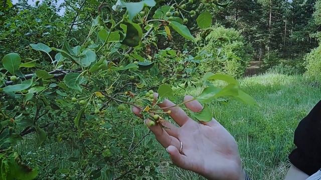 Cult Gringel - Мёртвые (Official Video)