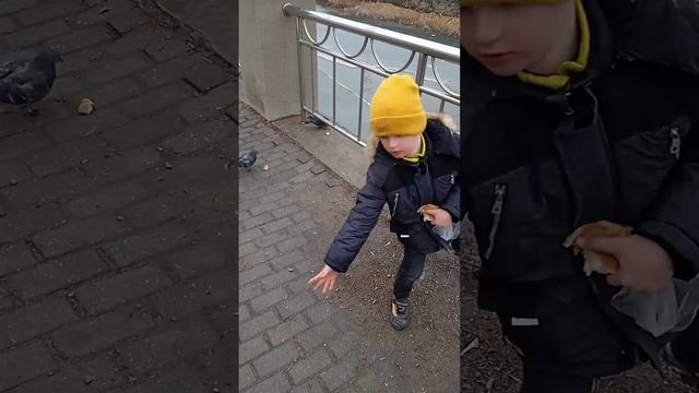 Голодные утки после зимы. Подкармливаем уток. Hungry ducks after winter. Feeding ducks. смотреть онлайн