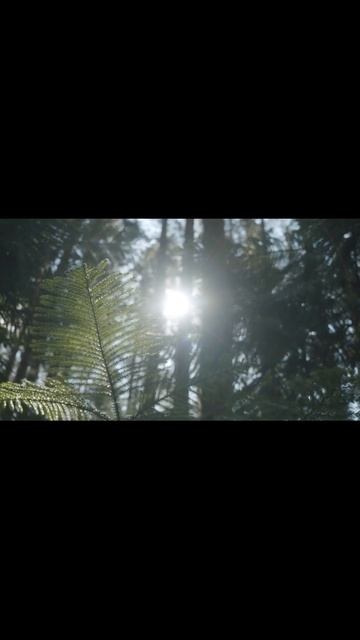 Звуки леса смотреть онлайн