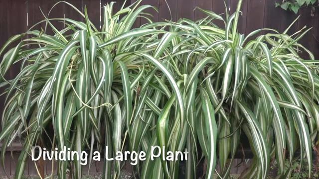 Houseplant Propagation смотреть онлайн