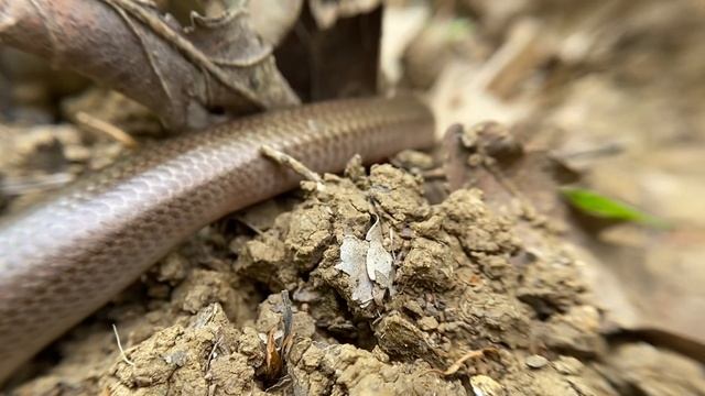 Безногая ящерица веретеница показывает язык смотреть онлайн
