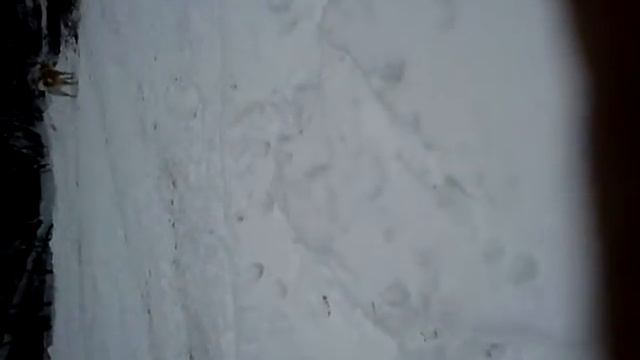 рой с медведем смотреть онлайн