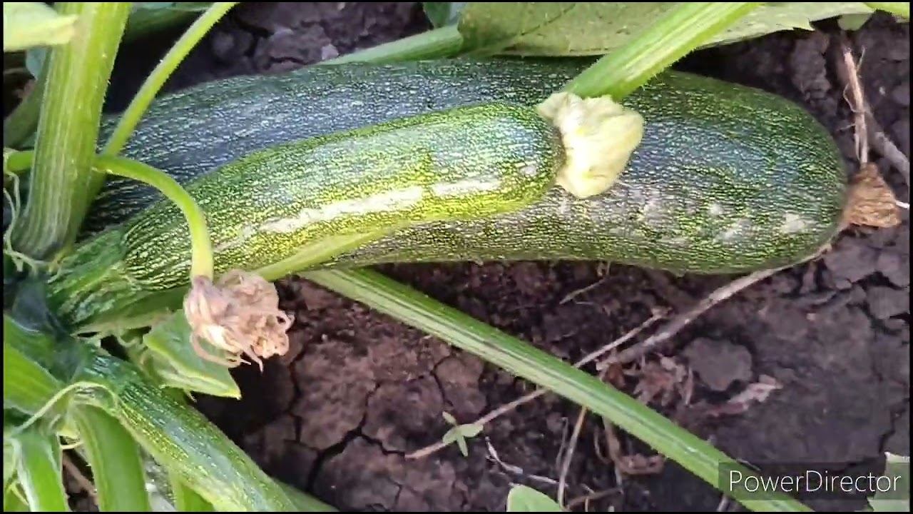 Домашний влог. Ассорти. смотреть онлайн